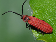 Lopheros rubens