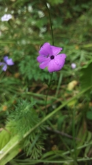 Petrorhagia prolifera