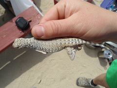 Callisaurus draconoides rhodostictus