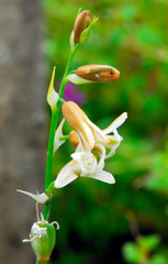 Dipcadi montanum