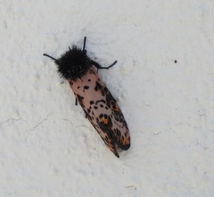 Xanthopastis moctezuma