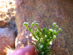 Cryptantha muricata