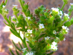 Cryptantha muricata