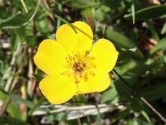 Potentilla flabellifolia