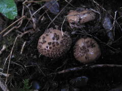 Amanita australis