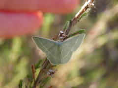Chlorissa viridata