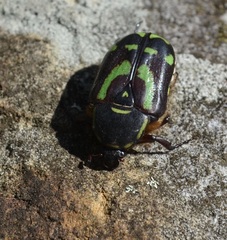Chlorobapta frontalis