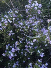 Philotheca salsolifolia