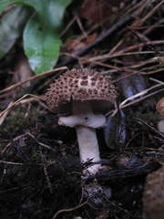 Amanita australis