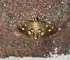 Anania plectilis