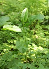 Rumex obtusifolius