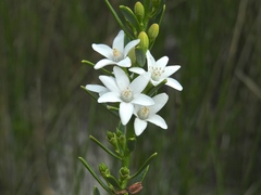 Philotheca queenslandica