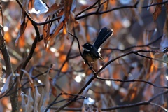 Rhipidura albiscapa alisteri