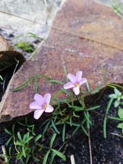 Oxalis polyphylla minor