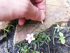 Oxalis polyphylla minor