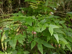 Vaccinium japonicum lasiostemon