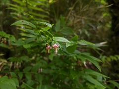 Vaccinium japonicum lasiostemon
