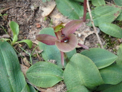 Chiloglottis × pescottiana