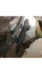 Algyroides fitzingeri