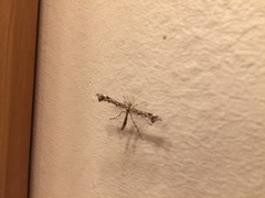 Amblyptilia pica