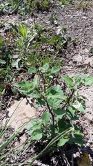 Solanum nigrum nigrum