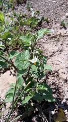 Solanum nigrum nigrum