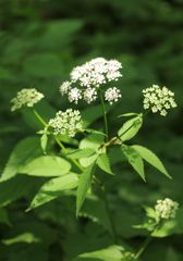 Aegopodium podagraria