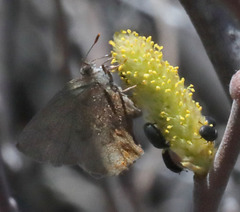 Callophrys augustinus