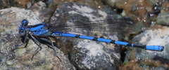Argia agrioides