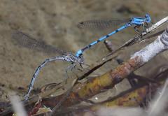 Argia agrioides