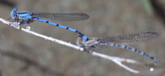 Argia agrioides