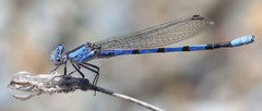 Argia agrioides