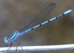 Argia agrioides