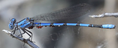 Argia agrioides