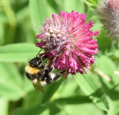 Bombus hortorum