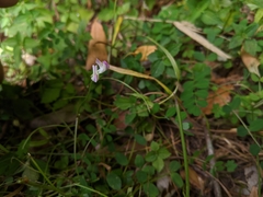 Astragalus nokoensis