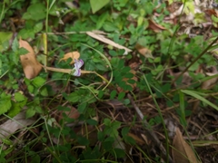 Astragalus nokoensis