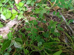 Astragalus nokoensis