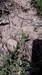 Cerastium holosteoides