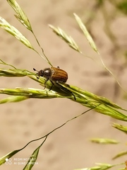 Chaetopteroplia segetum