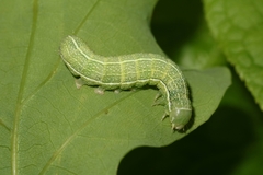 Orthosia incerta