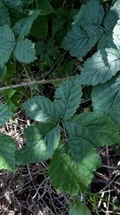 Rubus josefianus