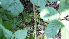 Rubus josefianus