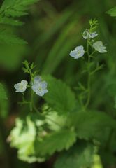 Veronica chamaedrys