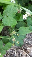 Rubus josefianus