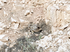 Bubo bubo hemachalanus