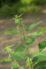 Urtica dioica