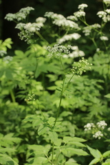 Aegopodium podagraria