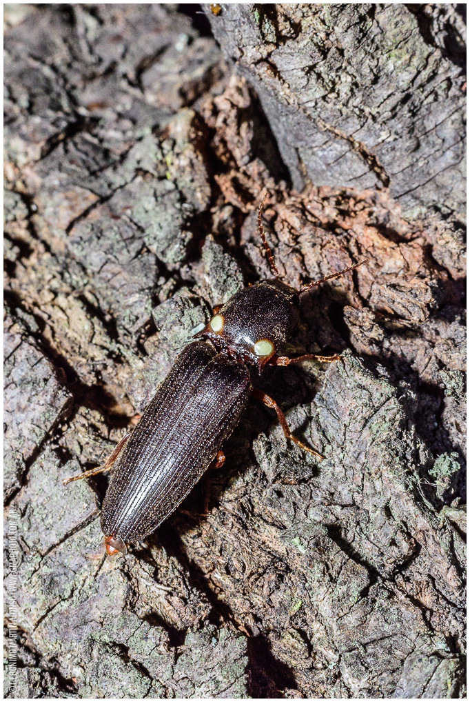Ptesimopsia