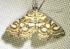Elophila ekthlipsis